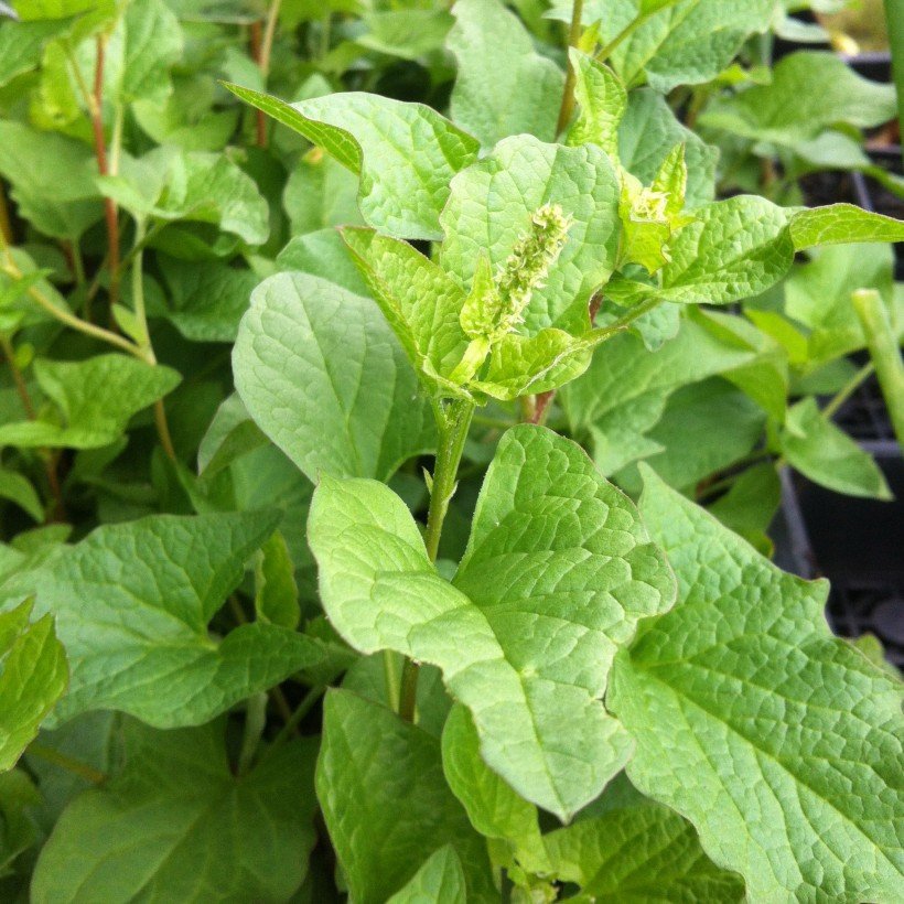 Chenopodium