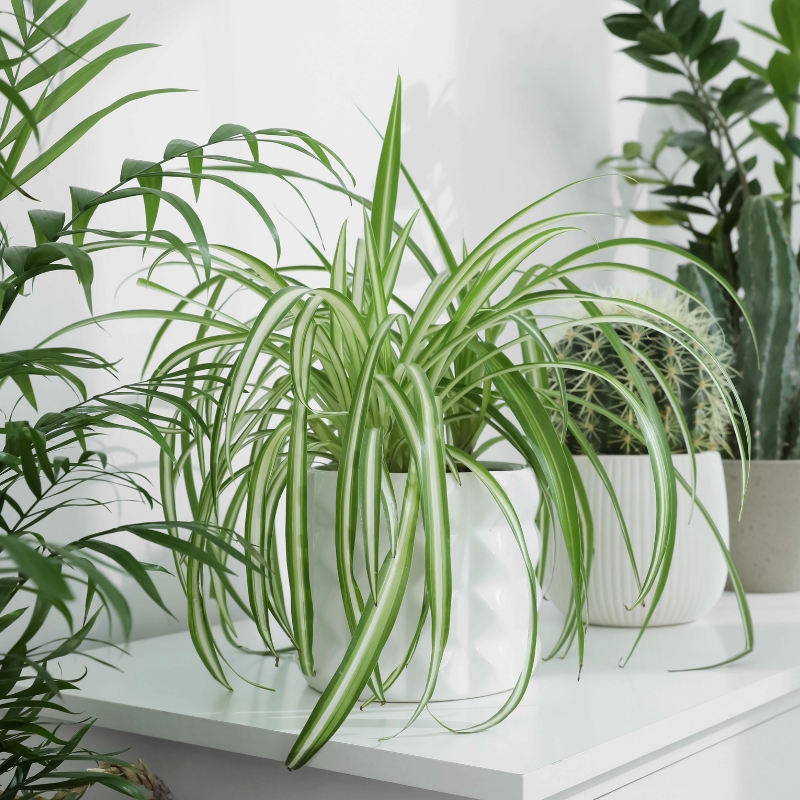 Chlorophytum - Planta-aranha