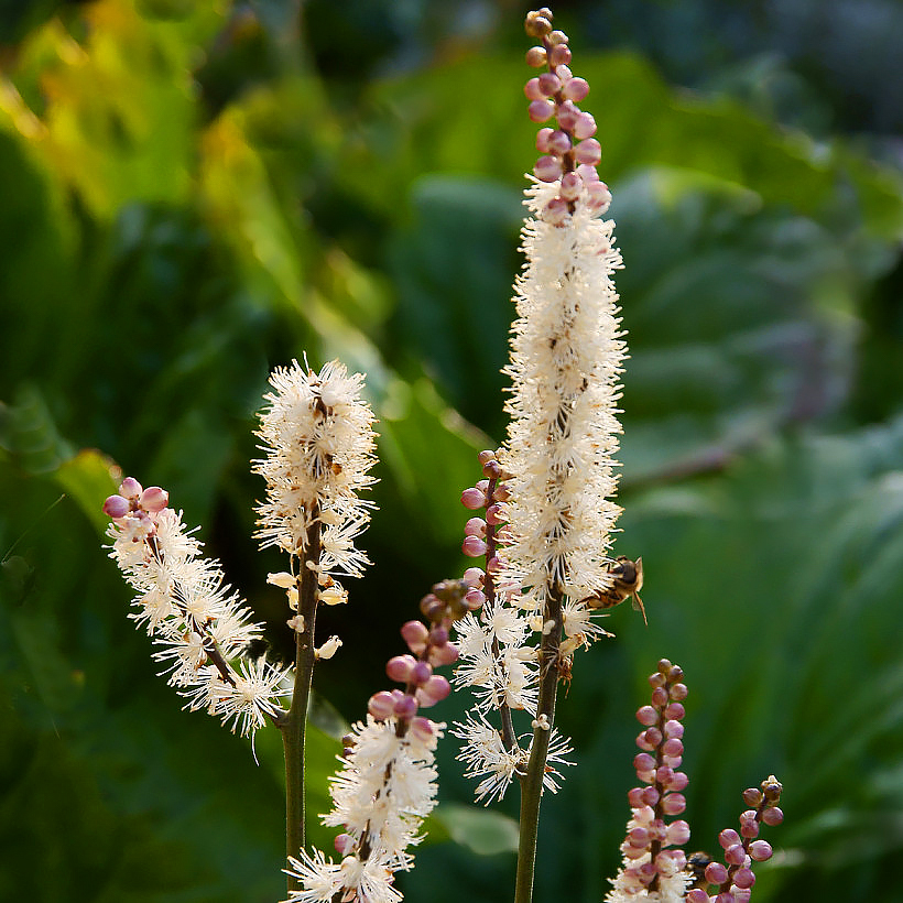 Cimicifuga, Actaea - velas de prata