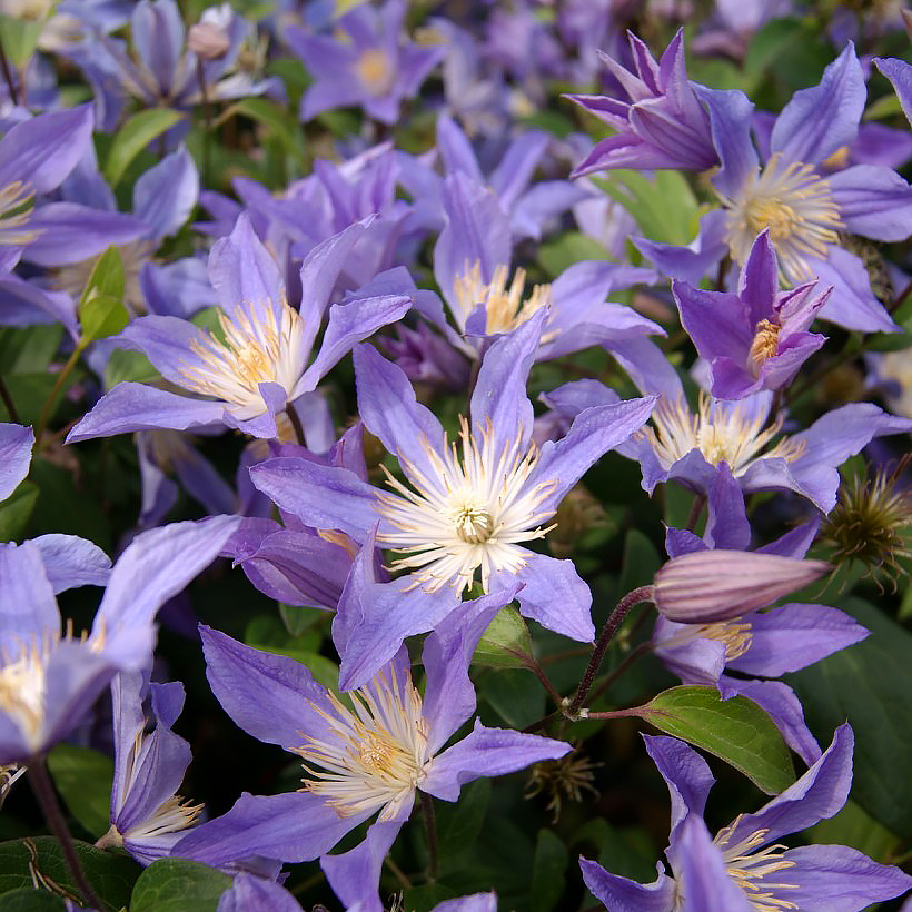 Clematis herbácea