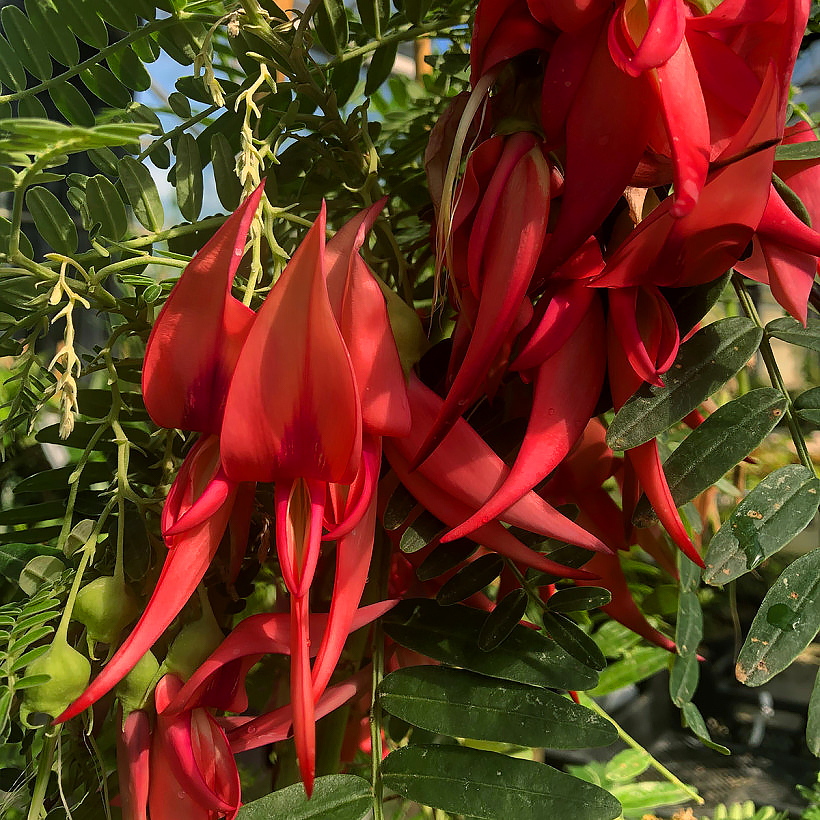 Clianthus - Garra de Lagosta