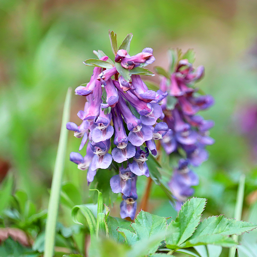Corydalis bulbosa