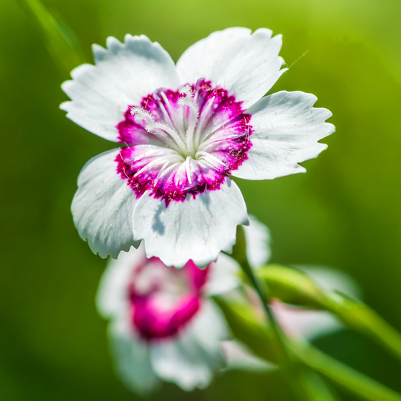 Sementes de cravos Dianthus