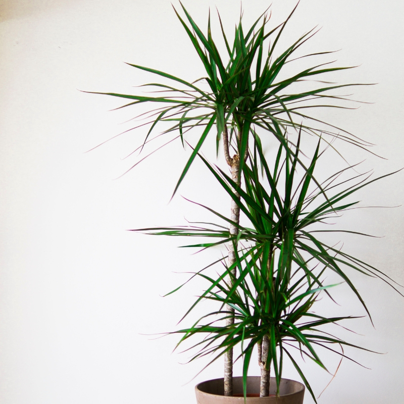 Dracaena - Dragoeiro