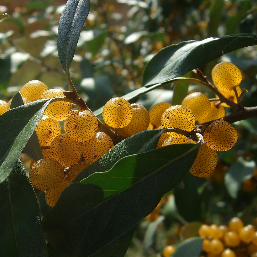 Elaeagnus - Oleagno