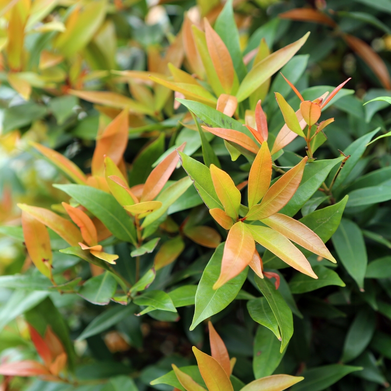 Eugenia - Murta-australiana