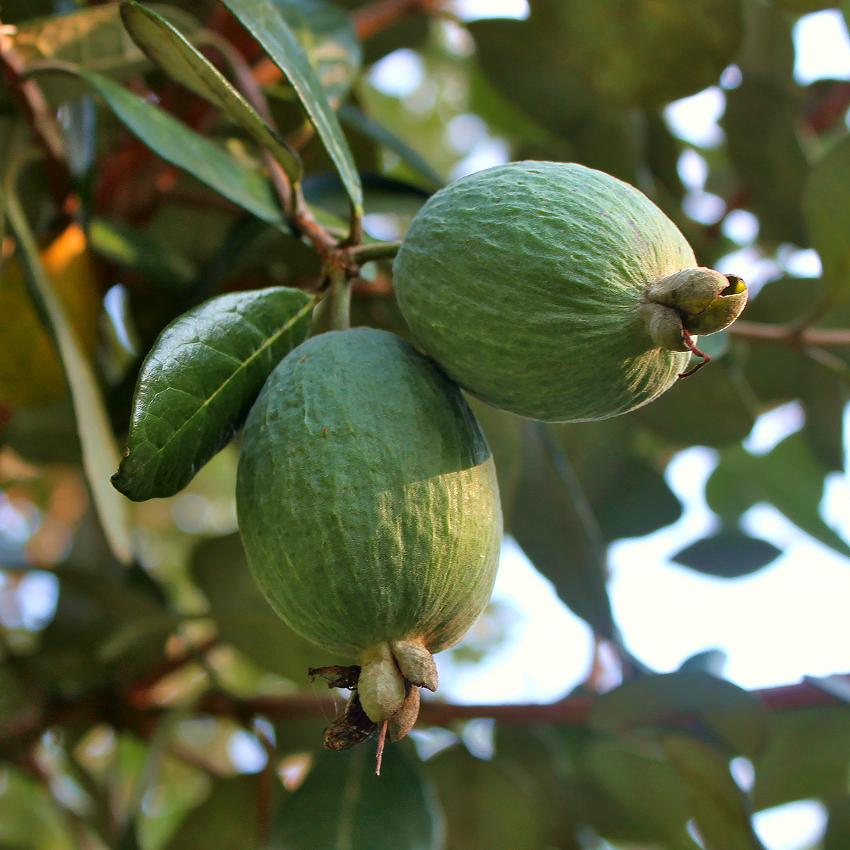 Acca - Feijoa