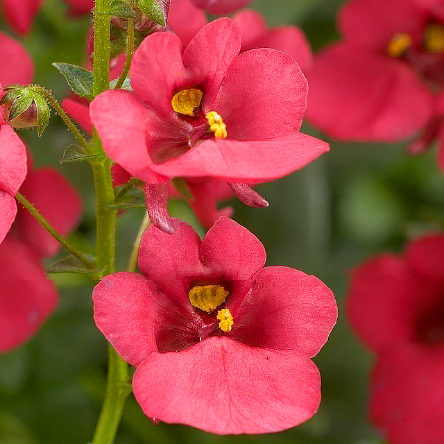 Diascia anual