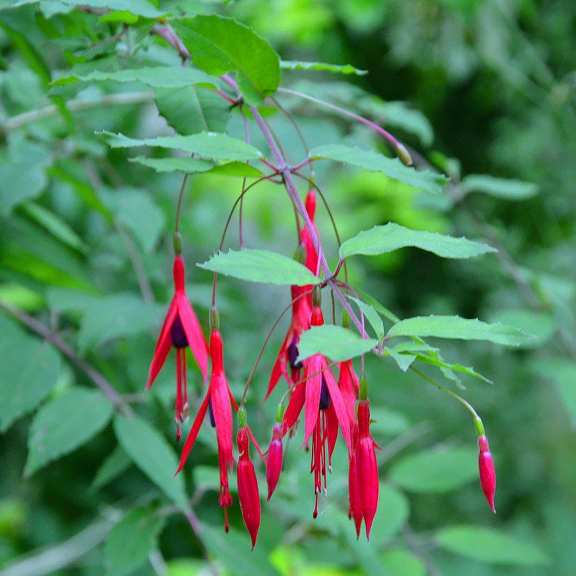 Fuchsias perenes