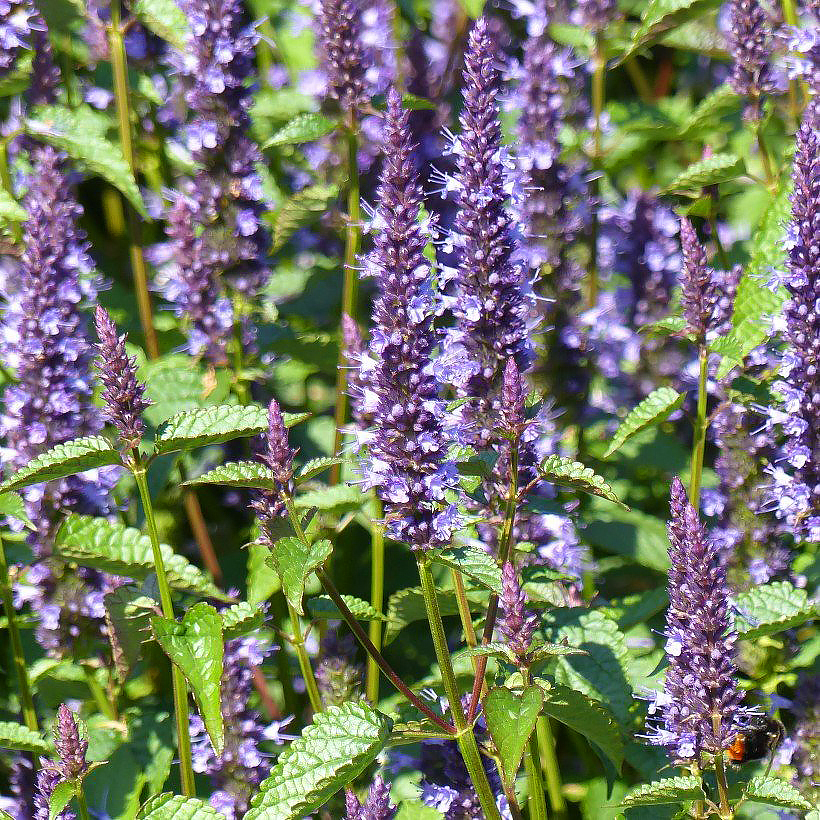 Sementes de Agastache