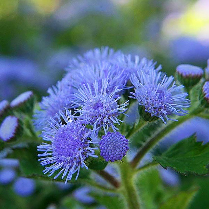 Sementes de Ageratum