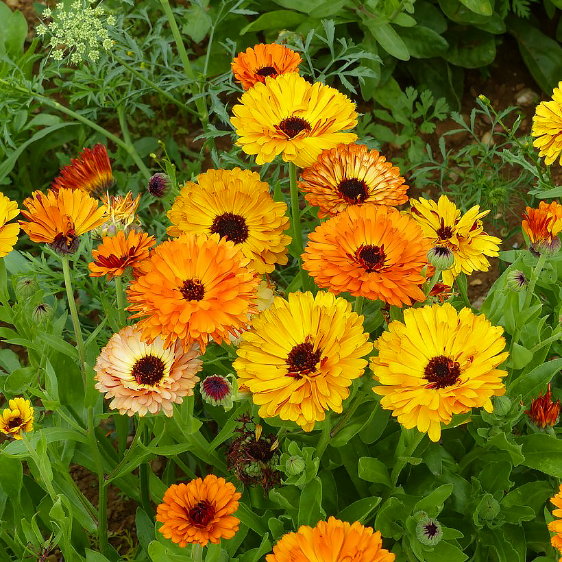 Calendula Malmequer