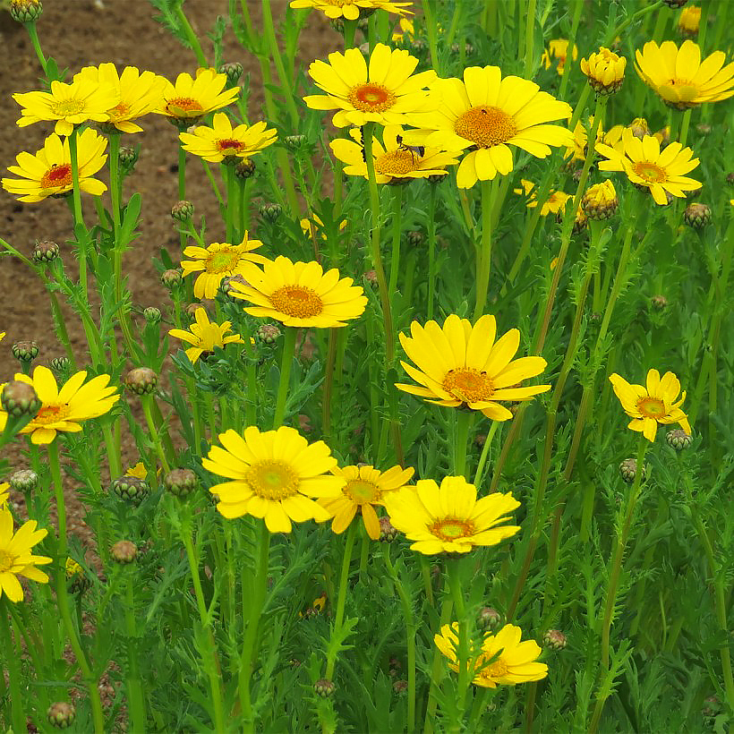 Sementes de Crisântemos