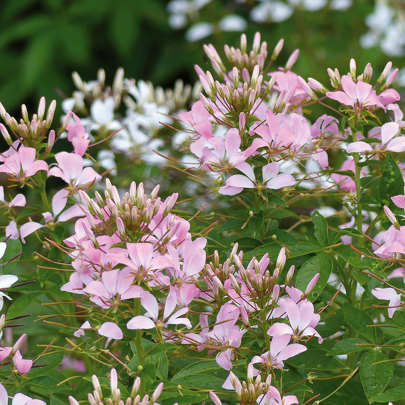 Sementes de Cleome