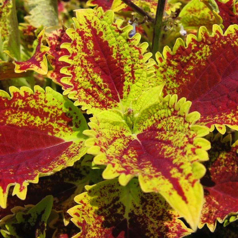 Sementes de Coleus