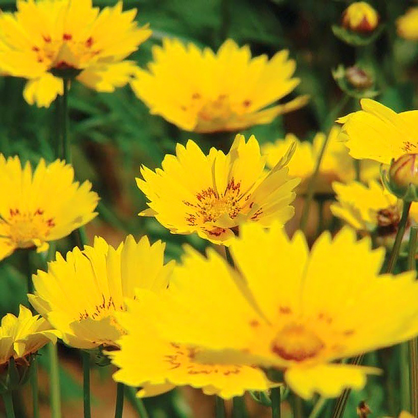 Sementes de Coreopsis