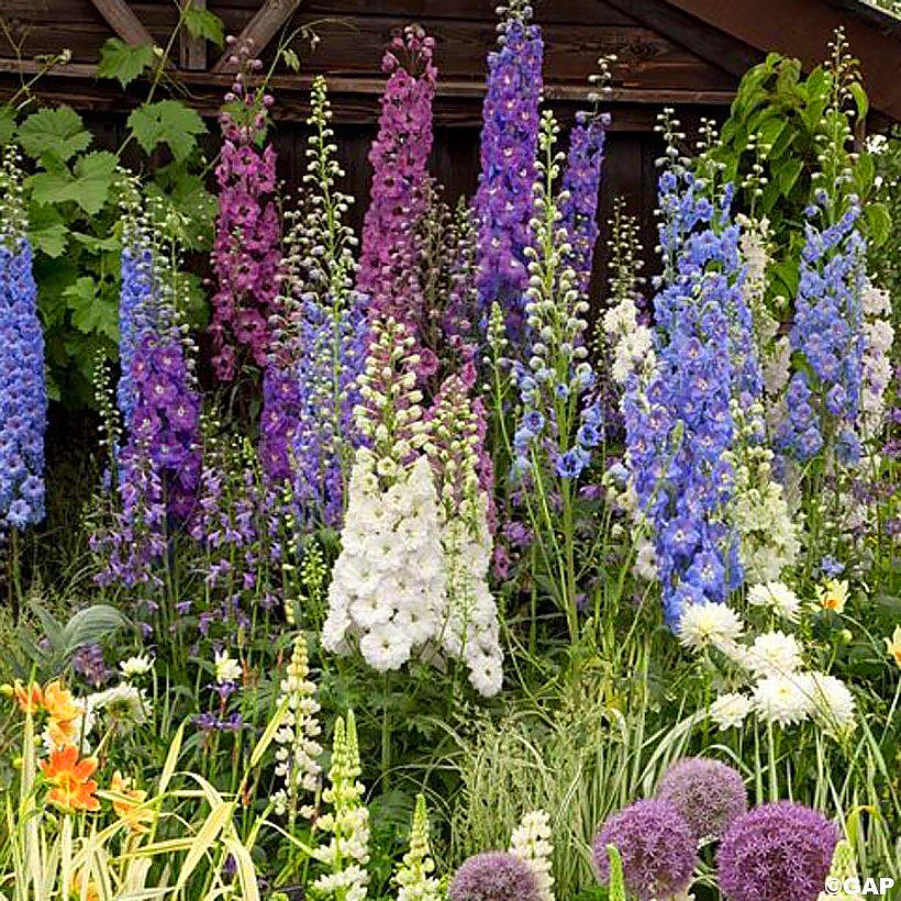 Sementes de Delphinium