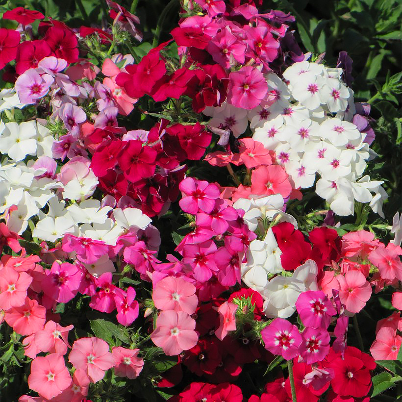 Sementes de Phlox