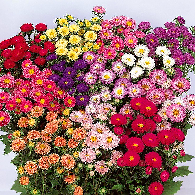 Sementes de Margarida-dos-Jardins