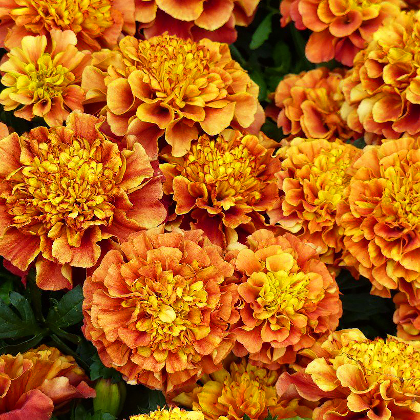 Sementes de tagetes or sementes de cravos-de-defundo-gigante