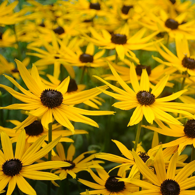 Sementes de Rudbeckia
