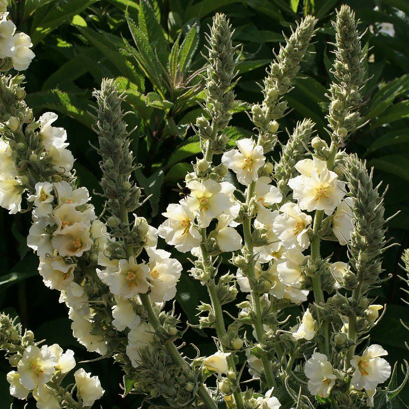 Sementes de Verbascum