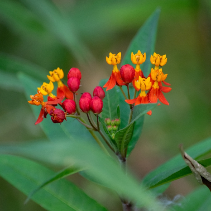 Graines d'Asclepias