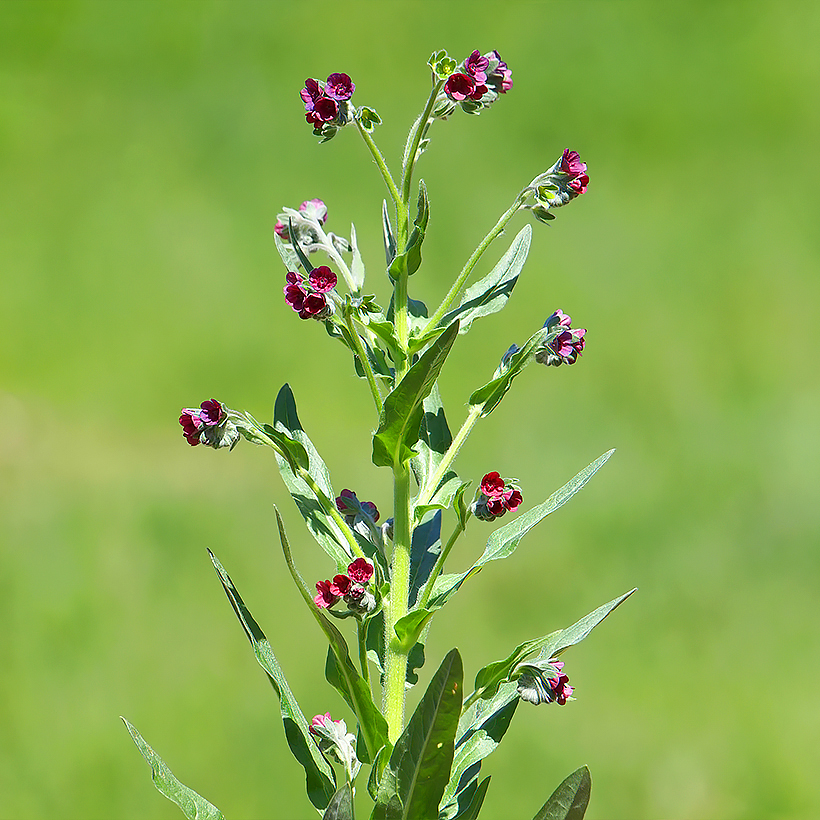 Sementes de Cynoglossum - Língua de cão