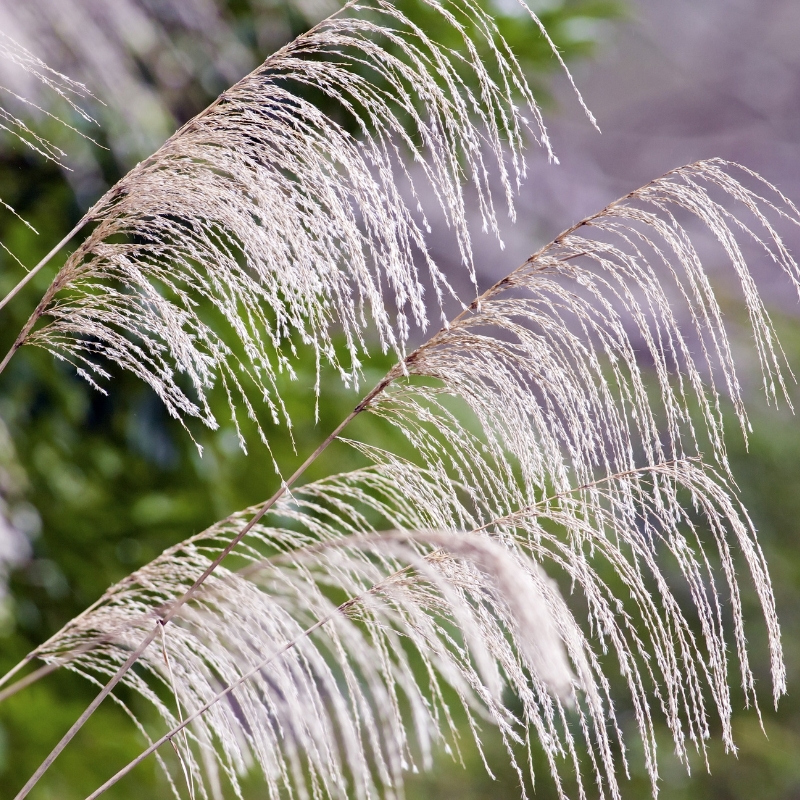 Sementes de Gramíneas