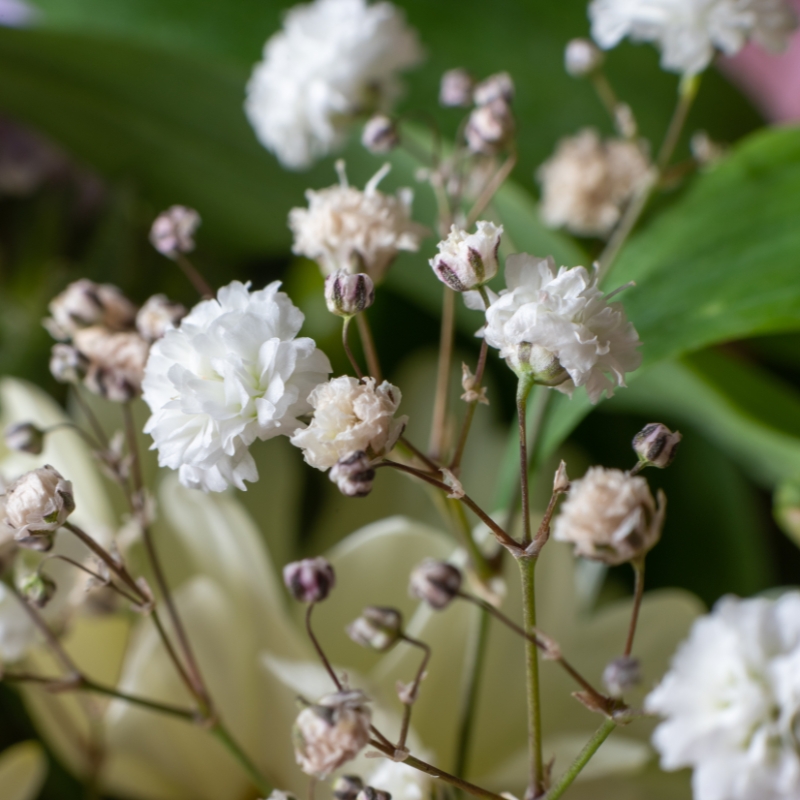 Sementes de gipsófila