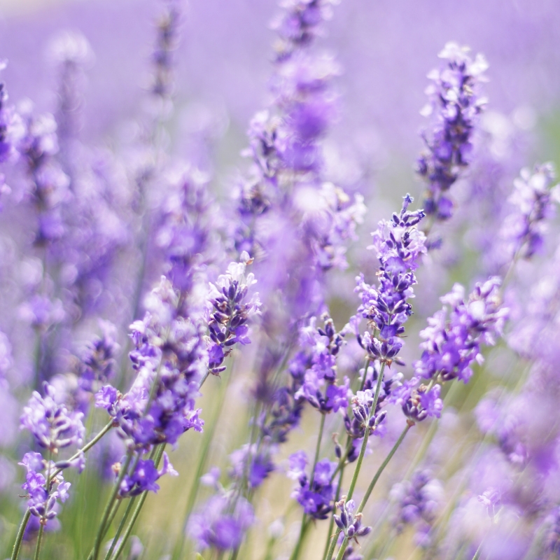 Sementes de Alfazemas