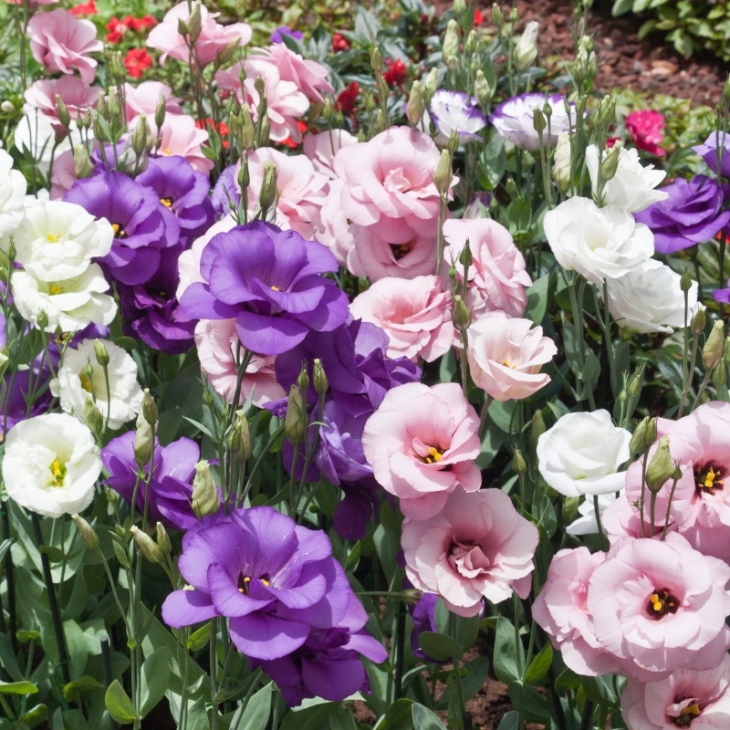 Graines de Lisianthus