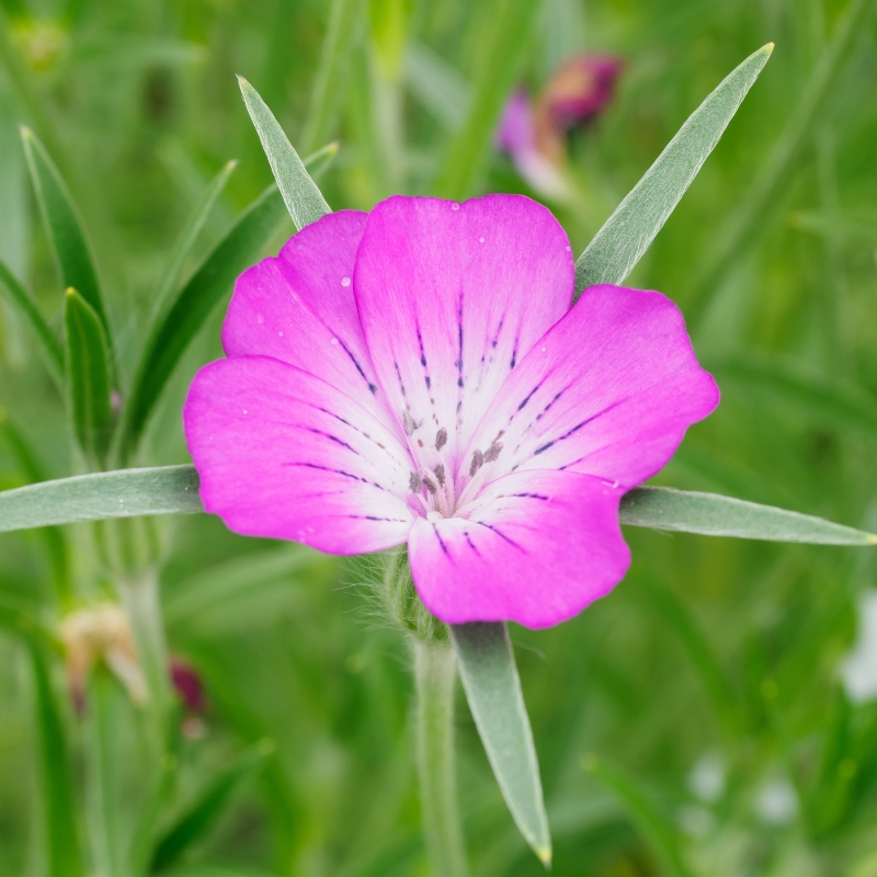 Sementes de Agrostemma