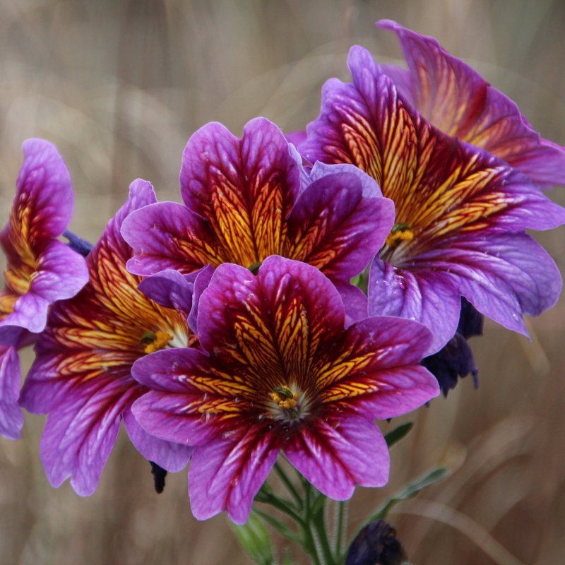Sementes de Salpiglossis