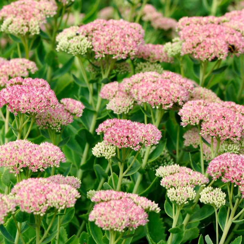 Sementes de Sedum