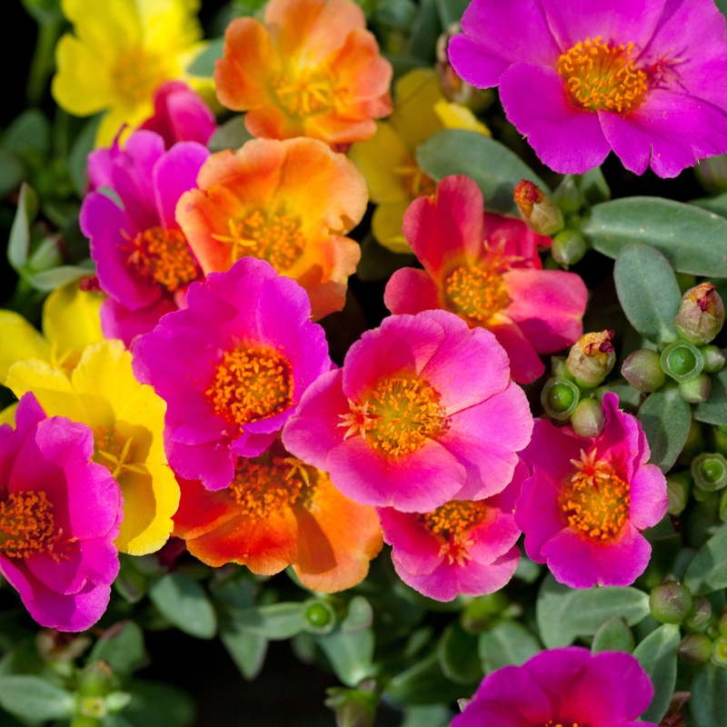 Sementes de beldroega - Portulaca