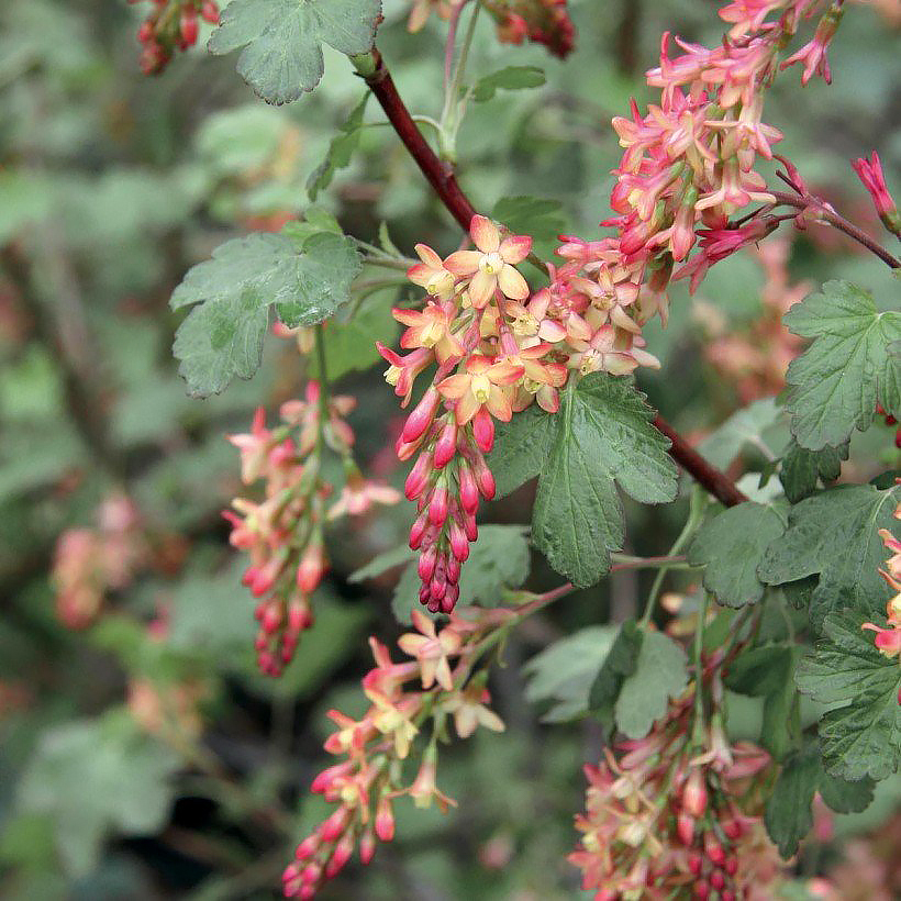 Groselheiros de flores - Ribes