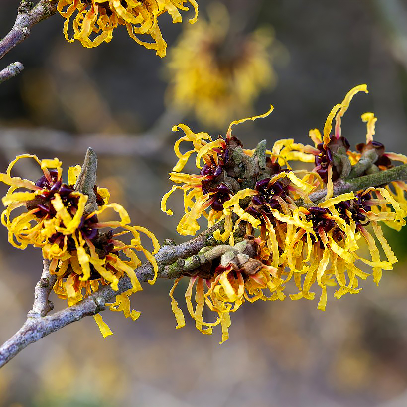 Hamamelis - Aveleira de Bruxa