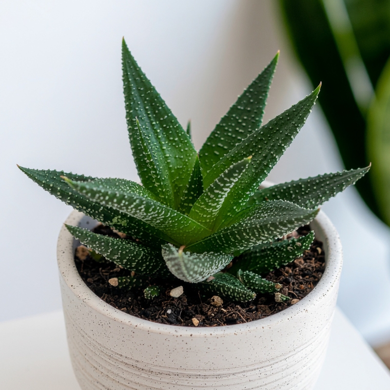 Haworthia - Planta zebra