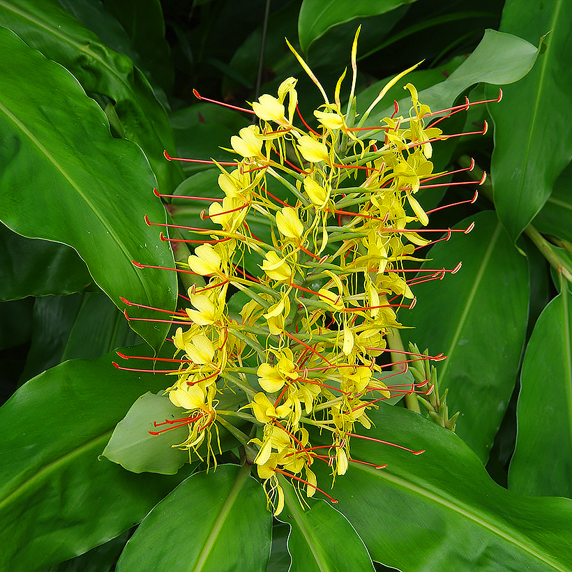 Hedychium - Lirio do brejo , Gengibre da ornamental