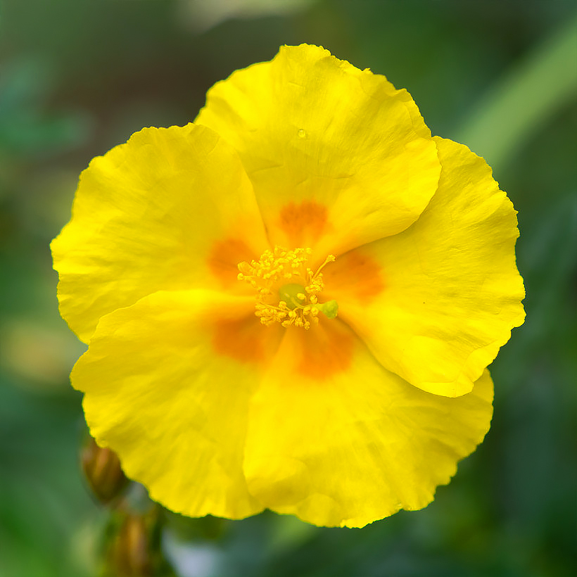 Helianthemum - Erva-das-rochas