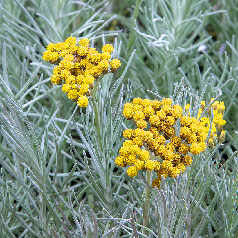 Helichrysum - Imortais