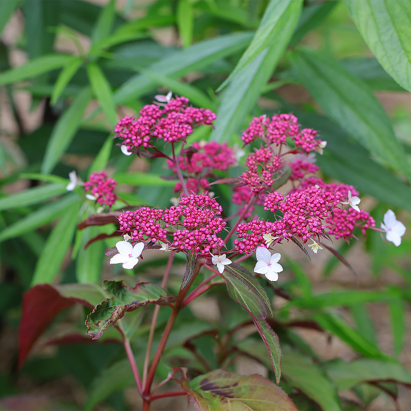 Hortênsia Hydrangea aspera