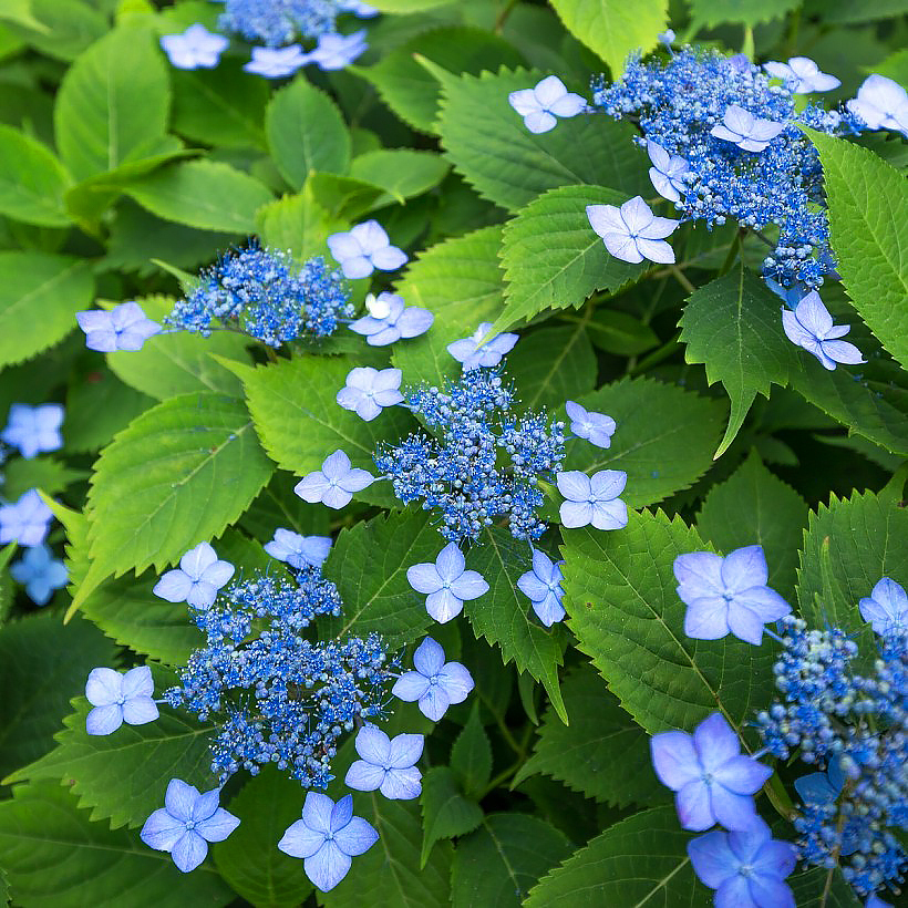 Hortênsia Hydrangea serrata