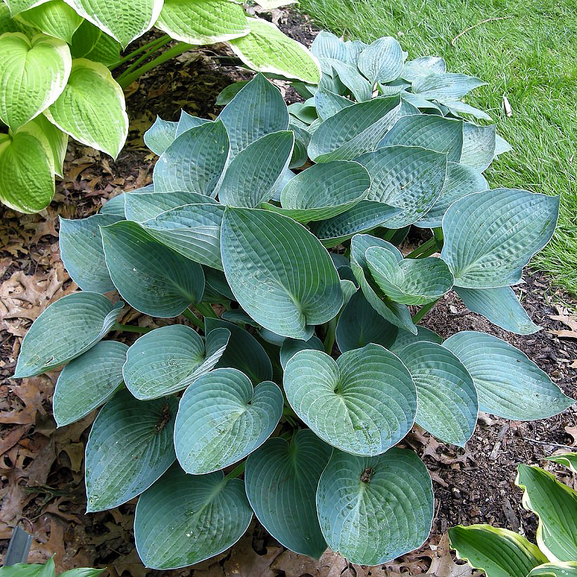 Hostas de folhagem azul