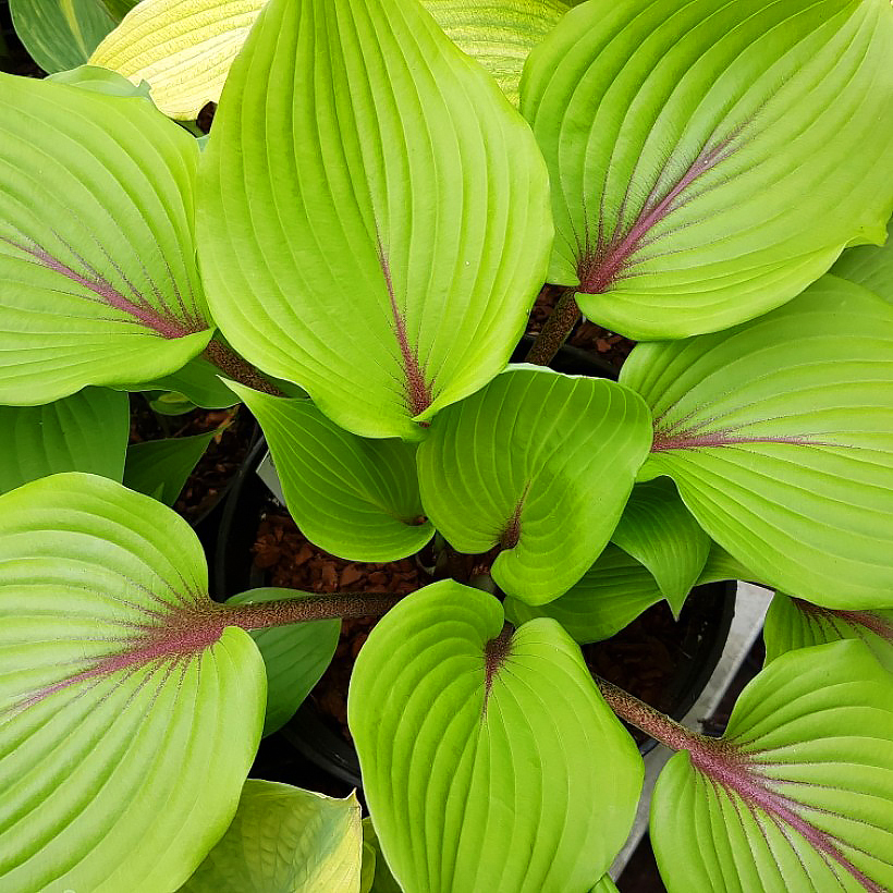 Hostas de folhagem verde