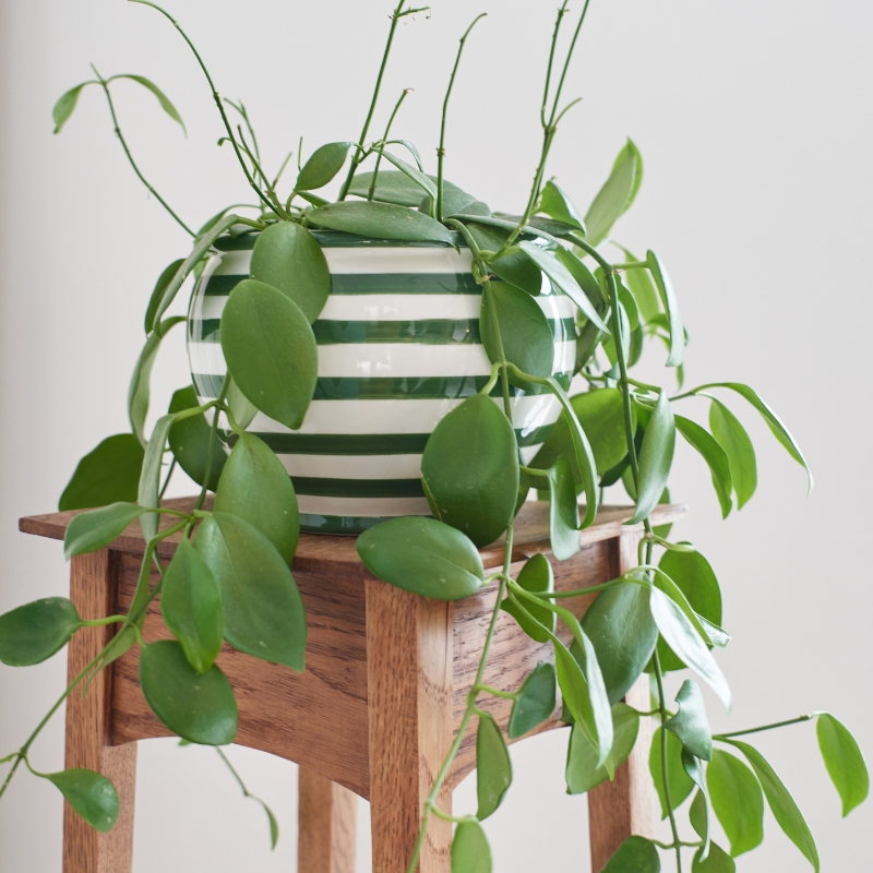 Hoya - Flores de porcelana