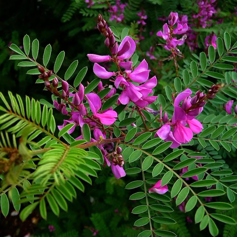 Indigofera