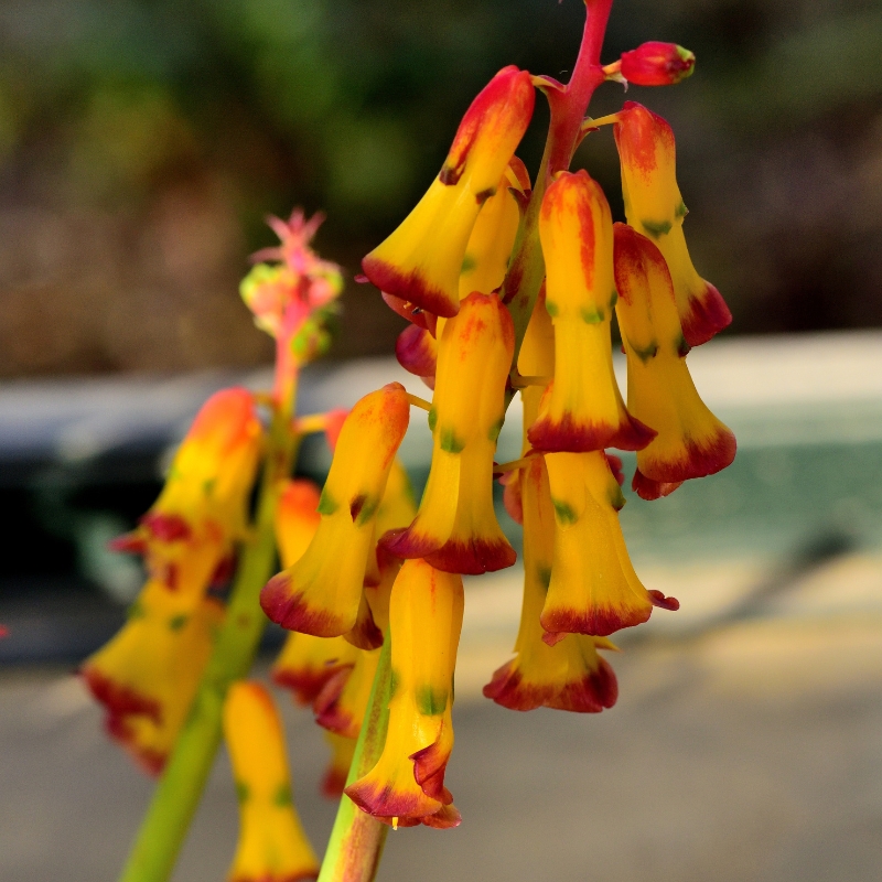Lachenalia – Prímula-do-cabo