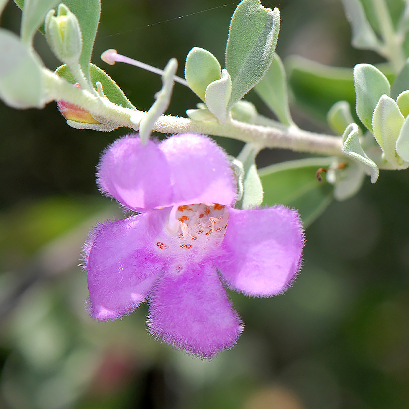 Leucophyllum - Sálvia do deserto